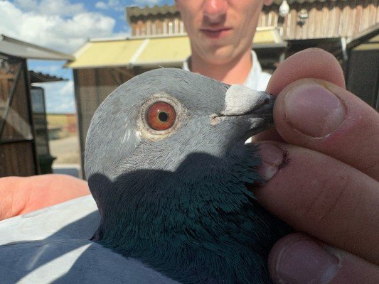 National winner Bourges IV Young birds Viktor Daenen